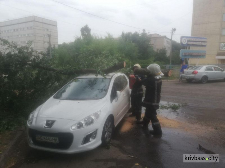 Возле роддома №1 упало дерево на припаркованную машину