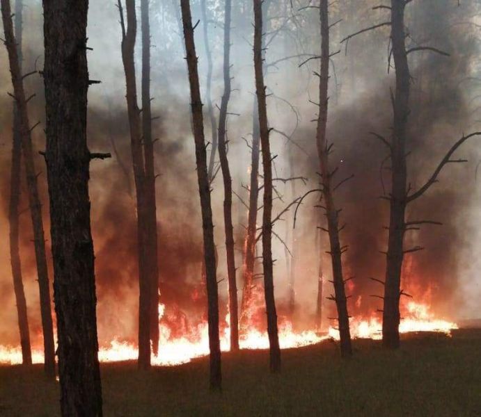 На Днепропетровщине горел лес: огонь охватил 5 гектаров земли (фото)