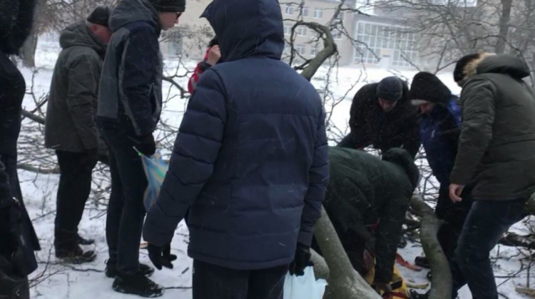 В Кривом Роге подгнившее дерево упало на женщину (фото)