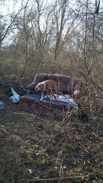 В Кривом Роге хозяин оставил пса в наморднике, привязав в лесополосе (фото)