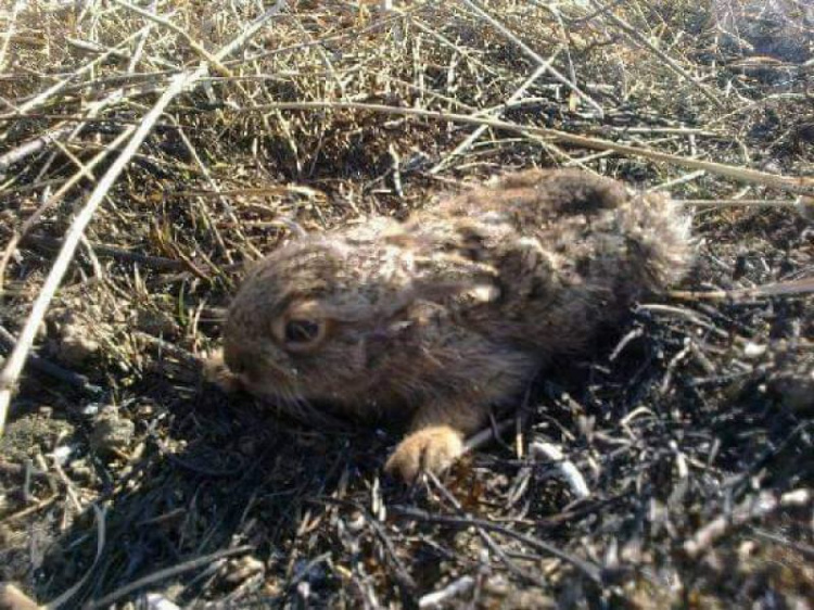 Жителей Кривого Рога, сжигающих сухостой и листья, будут штрафовать 