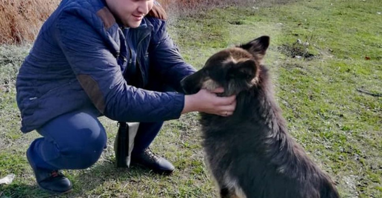 Криворожский Хатико, ждавший в лесополосе под Кривым Рогом своего хозяина, обрел новый дом