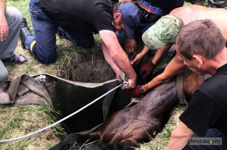 В Долгинцевском районе спасли беременную лошадь, которая упала в яму