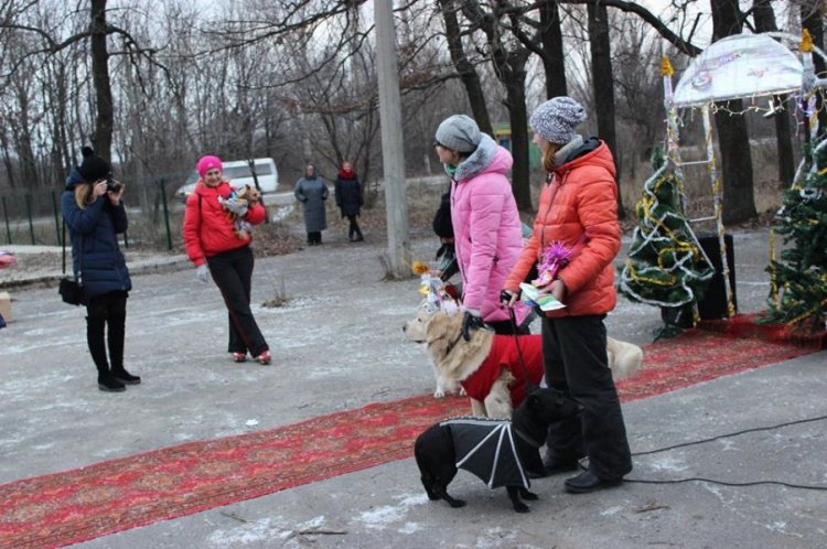 В Кривом Роге состоялся новогодний карнавал для собак (ФОТОРЕПОРТАЖ)