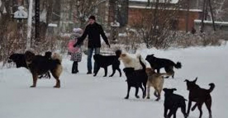 В Кривом Роге на непонятный срок прекращены отлов и стерилизация бродячих собак - и это в сезон"собачьих свадеб"