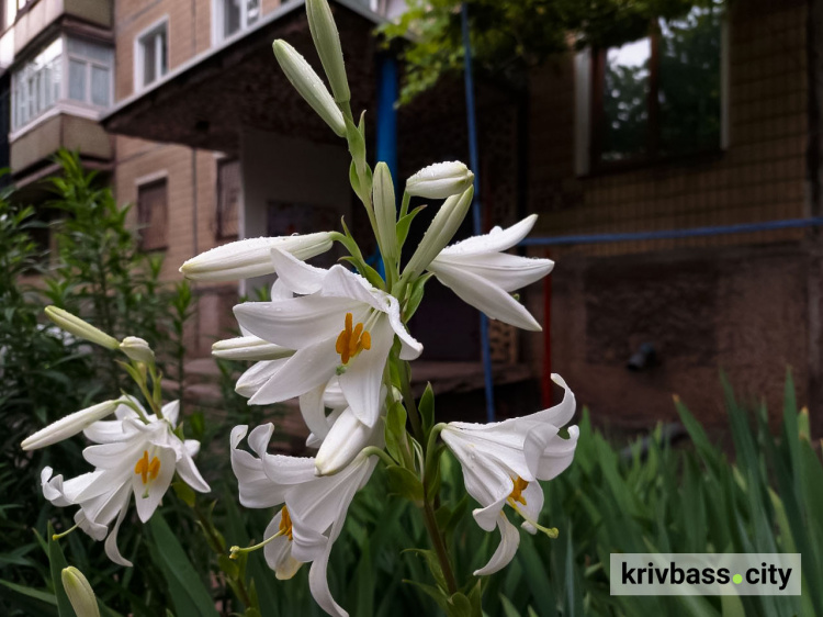 19 червня – все про цей день: прикмети, традиції та заборони