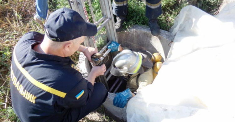 Материнская любовь: на Днепропетровщине собака ждала пока спасатели вызволят из ямы ее щенков