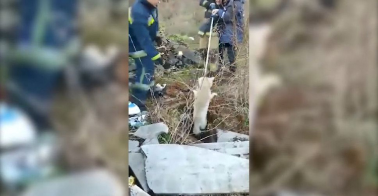 В Кривом Роге спасатели вытащили из ловушки двух собак (фото, видео)