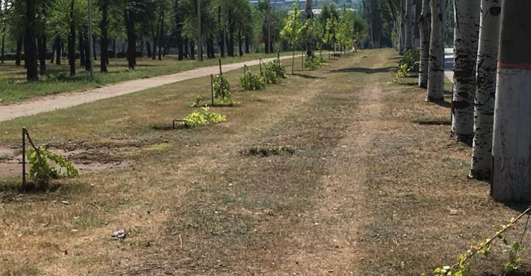 Вандалы в Кривом Роге уничтожили два десятка молодых деревьев (ФОТО)