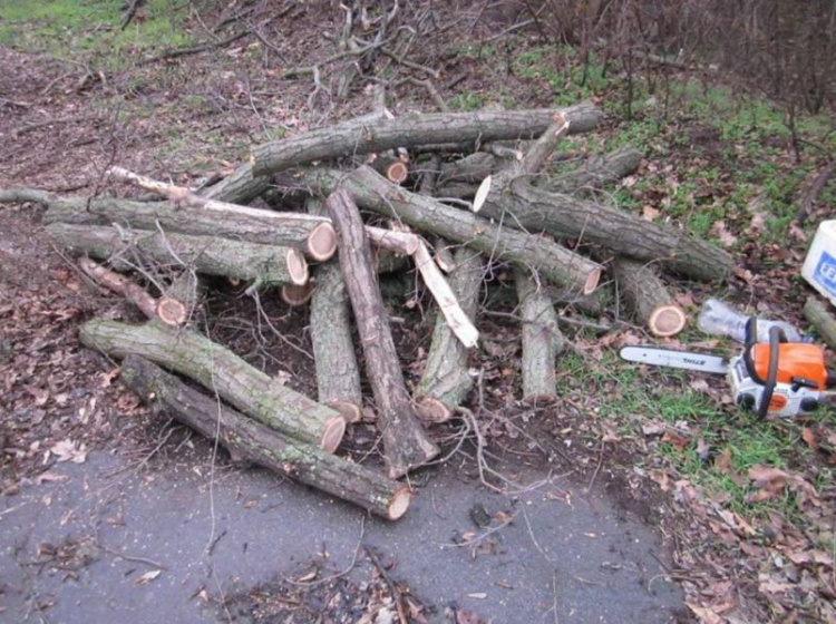 В Кривом Роге  жители попались на вырубке дубов