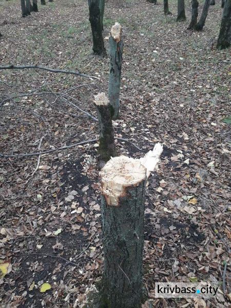 В Кривом Роге происходит незаконная вырубка деревьев в Дендропарке (ФОТО)