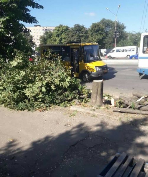 В Кривом Роге обещали не сносить аллею каштанов (ФОТОФАКТ)