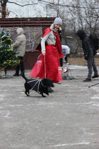 В Кривом Роге состоялся новогодний карнавал для собак (ФОТОРЕПОРТАЖ)