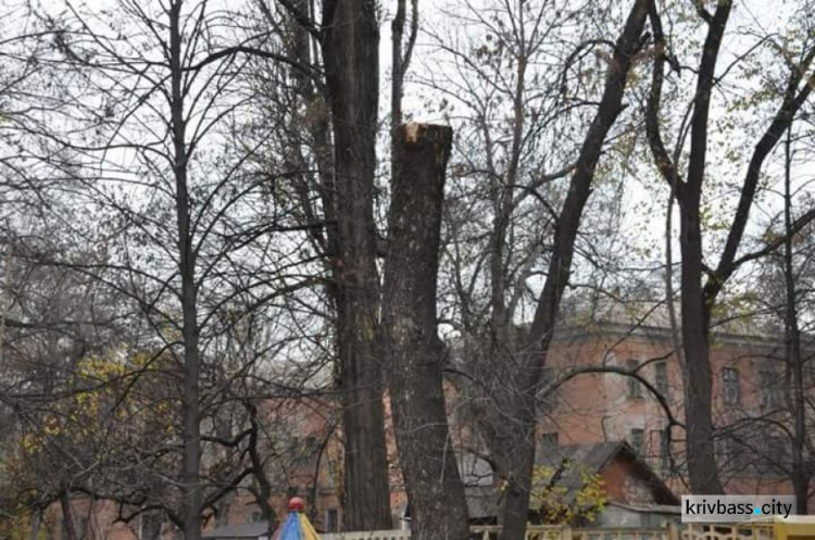 Территорию детского сада № 44 Кривого Рога очистили от аварийных деревьев (ФОТО)