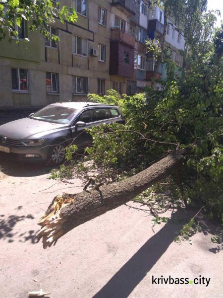 На Соцгороде большая ветка повредила иномарку