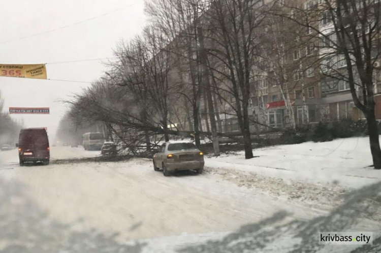 В центре Кривого Рога на тротуар упало большое дерево (ФОТО)