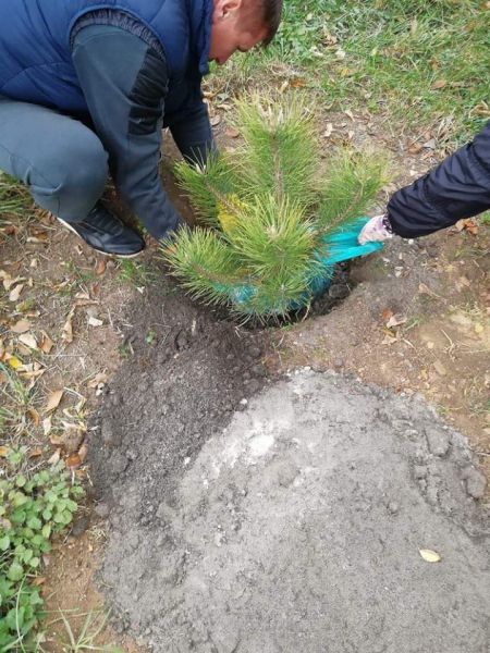 В Кривом Роге появилась сосновая аллея: в одном из парков города началась традиционная высадка деревьев (ФОТО)