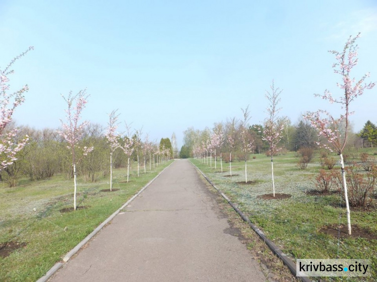 В криворожском ботаническом саду впервые зацвели сакуры (ФОТО)