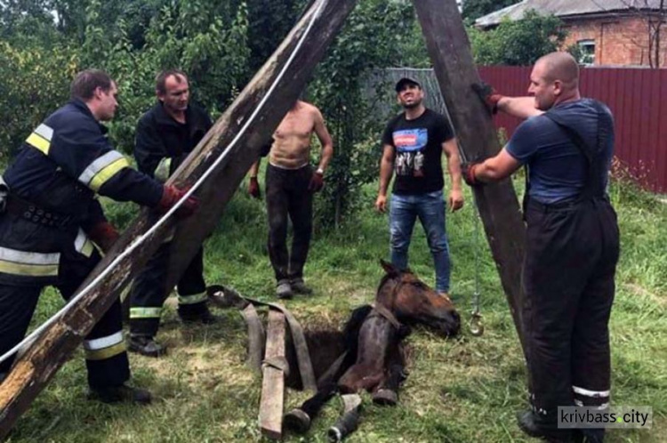 В Долгинцевском районе спасли беременную лошадь, которая упала в яму