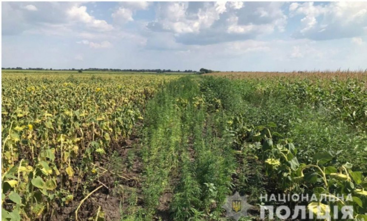 На Днепропетровщине стартовала операция "Мак"(фото)