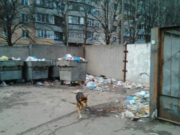 В Кривом Роге инспекция по благоустройству города продолжает наводить порядки (ФОТО)