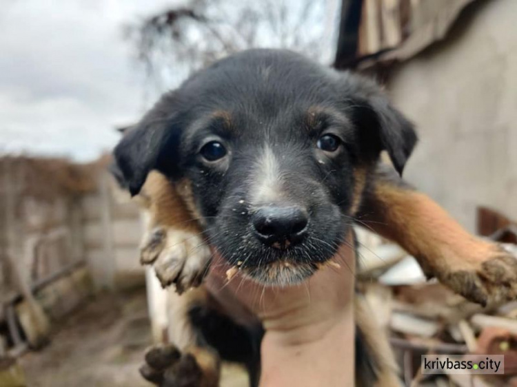 Цуценята шукають люблячих господарів