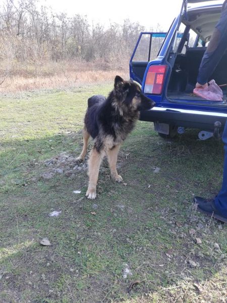 Криворожский Хатико, ждавший в лесополосе под Кривым Рогом своего хозяина, обрел новый дом