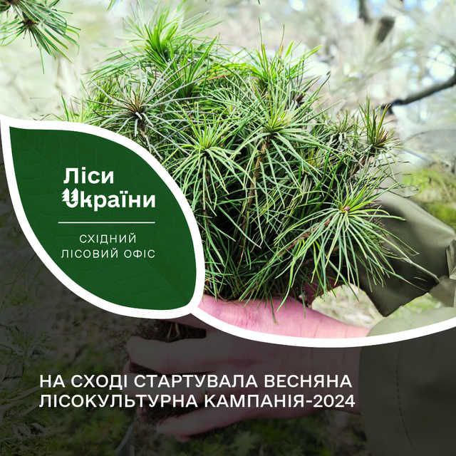 На Дніпропетровщині планують висадити мільйони саджанців дерев: подробиці