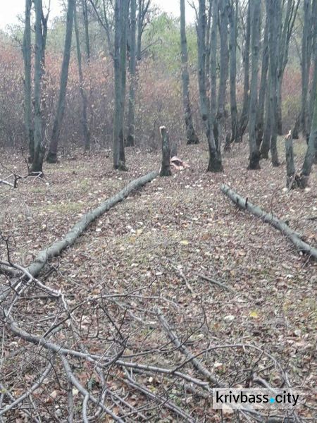 В Кривом Роге происходит незаконная вырубка деревьев в Дендропарке (ФОТО)