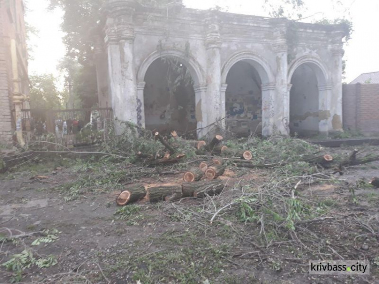 В Кривом Роге огромное дерево завалилось на многоэтажку (ФОТО)