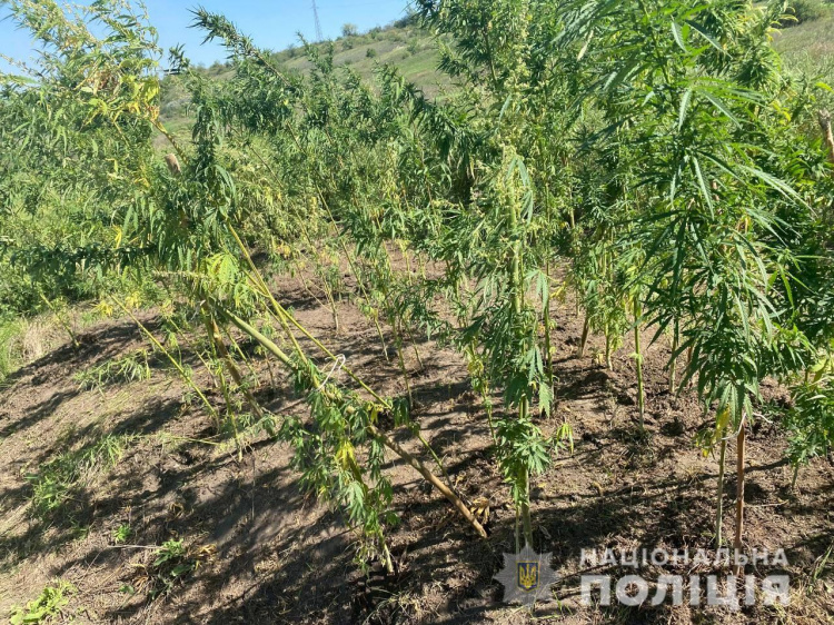 У Кривому Розі поліцейські викрили двох місцевих жителів на вирощуванні та зберіганні наркотиків