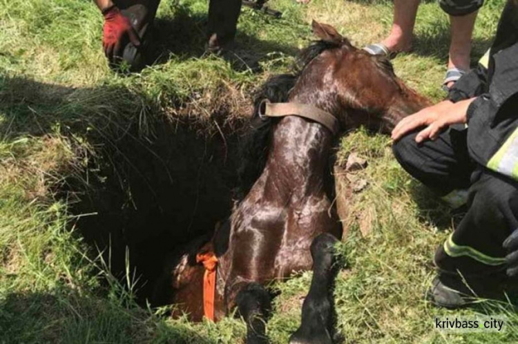 В Долгинцевском районе спасли беременную лошадь, которая упала в яму