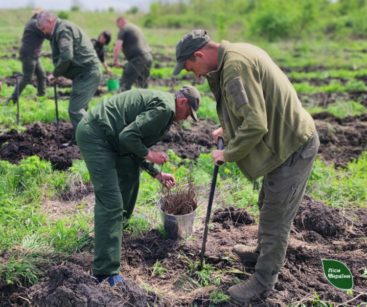 «Ліси Захисників і Захисниць України»: на Криворіжжі висадили дерева на честь військових