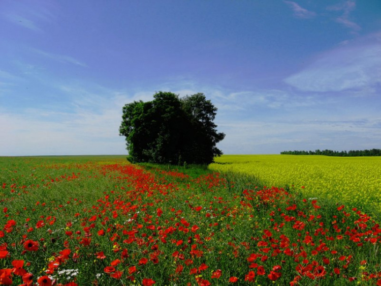 Фото з відкритих джерел