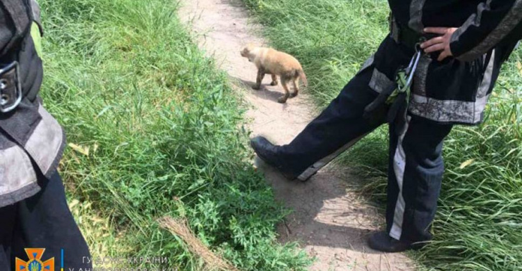 Фото ДСНС Дніпропетровської області