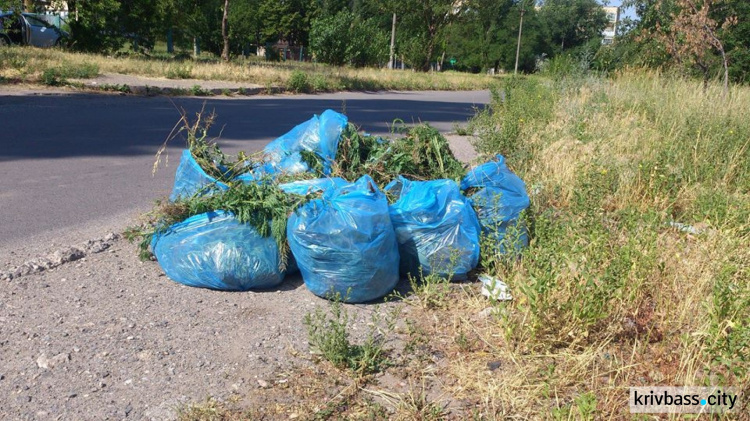 В Кривом Роге перешли от слов к делу: на Солнечном и Юбилейном вырывали амброзию (ФОТО)