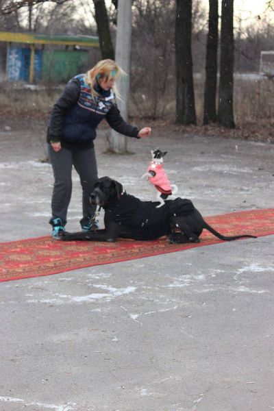 В Кривом Роге состоялся новогодний карнавал для собак (ФОТОРЕПОРТАЖ)