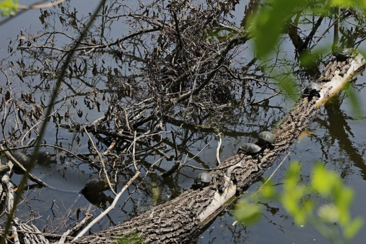 Водоемы Кривого Рога оккупировали рептилии (фото)