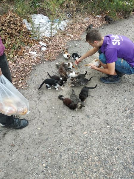 В Кривом Роге при подготовке к веломарафону в лесополосе нашли  большую стаю выброшенных маленьких котят (фото)