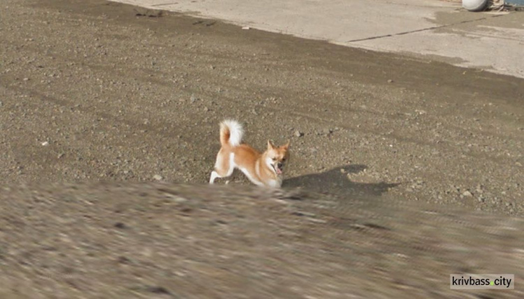 В Японии собака погналась за машиной, снимавшей панорамы для Google Street View (ФОТО)