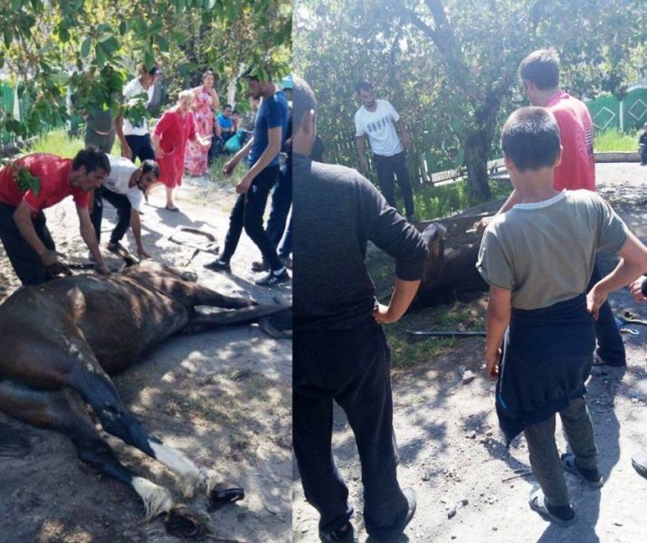 Не только люди, но и кони: в Кривом Роге лошадь угодила в открытый канализационный люк