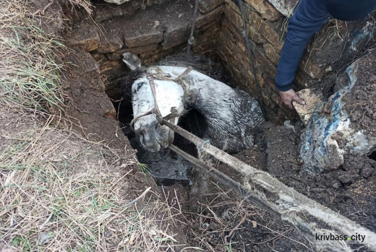 В Кривом Роге спасатели достали из ямы коня