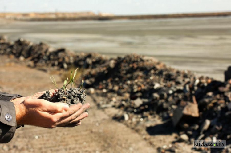 Промышленный Кривой Рог удивляет: в шламохранилище прижились и проросли рожь и горчица (ФОТО)