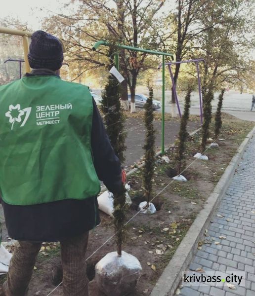 В Кривом Роге обычные дворики превращаются в вечнозеленые оазисы (фото)