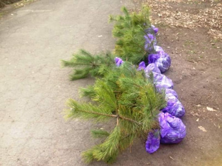 Криворожане высадили 200 кустов живой изгороди в городском парке (фото)