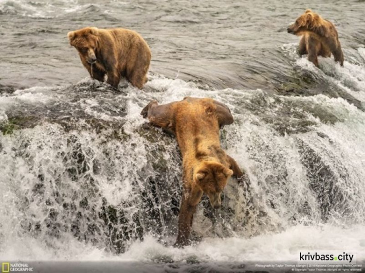 National Geographic назвал лучшее фото года