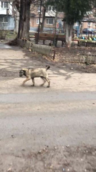 Из-за карантина по бешенству в Кривом Роге отказываются отловить стаю собак, которая держит в страхе весь район