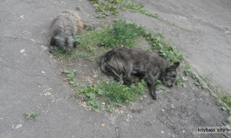 В Кривом Роге жители многоэтажки стерилизовали собак, живущих в их дворе