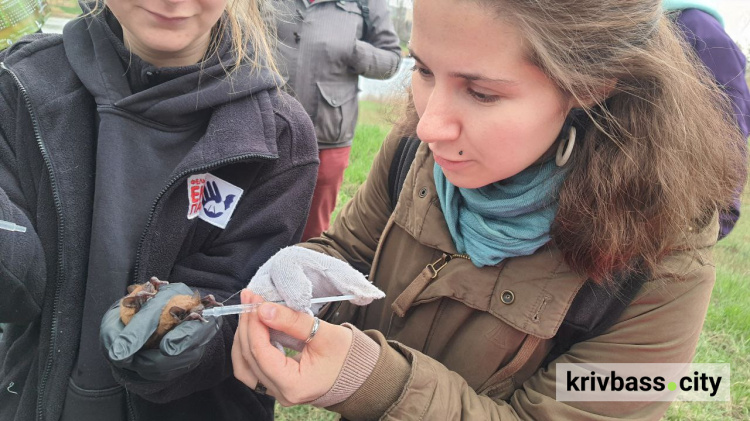 Волю криворізьким кажанам: волонтери випустили в природу кажанів, яких прихистили на зимівлю