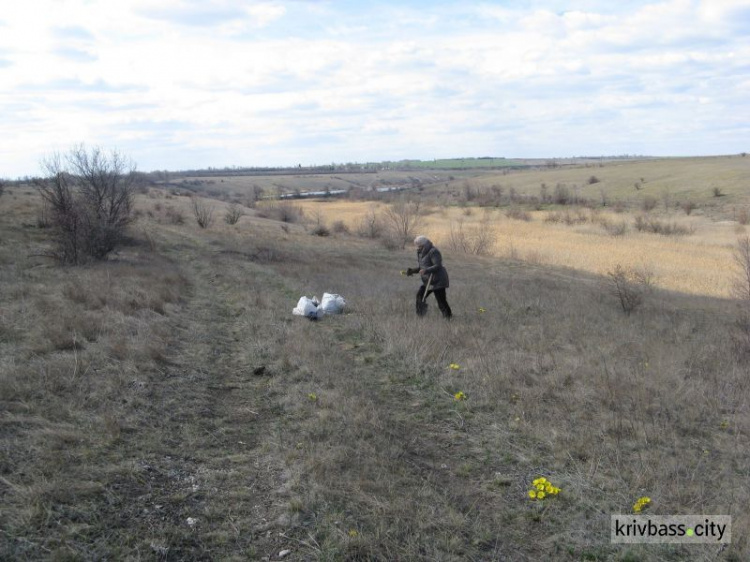 В Кривом Роге  пенсионерки уничтожают краснокнижные растения (фото, видео)